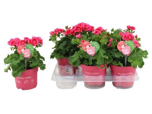 Pelargonium Pretty Little