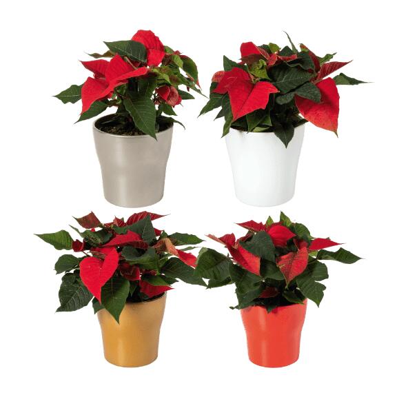 Kerstster