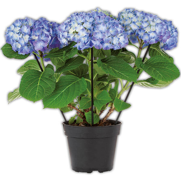 Hortensie
