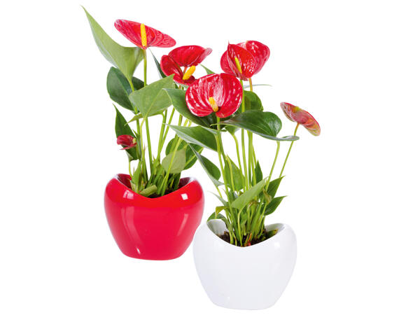 Anthurium