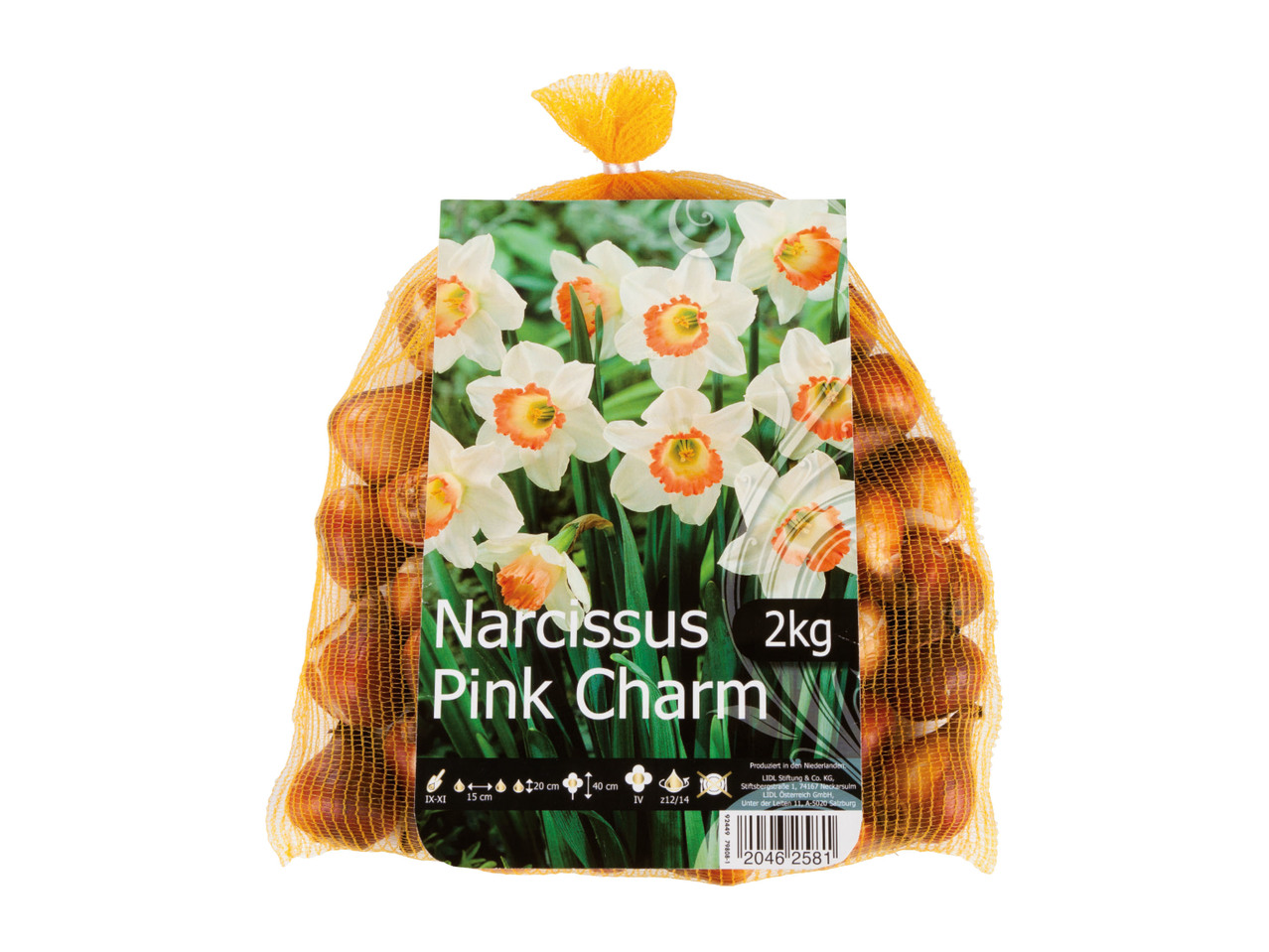 Narcisslökar1