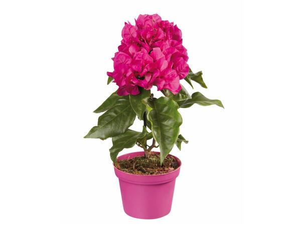 Bougainvillea (Drillingsblume)