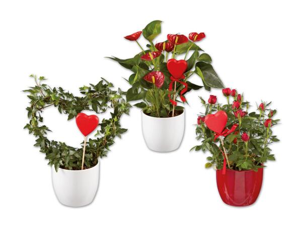 Anthurium, Stammrose oder Hederaherz mit Holzherz