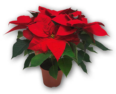 GARDENLINE(R) Weihnachtsstern