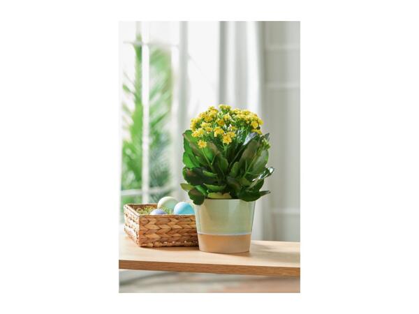 Livarno Home Plant Pot - Green