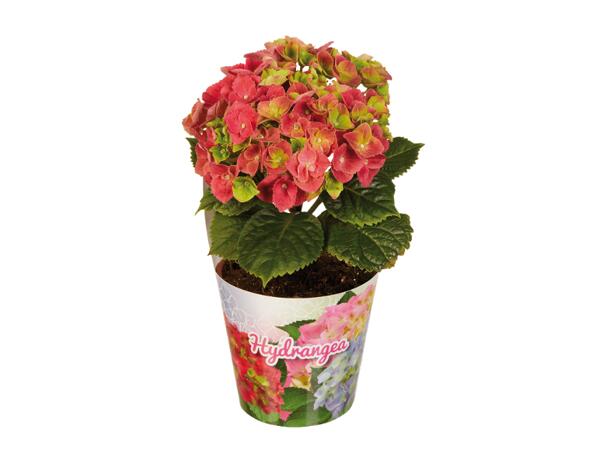 Hydrangea