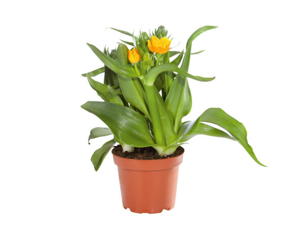 Orange stjärnlök