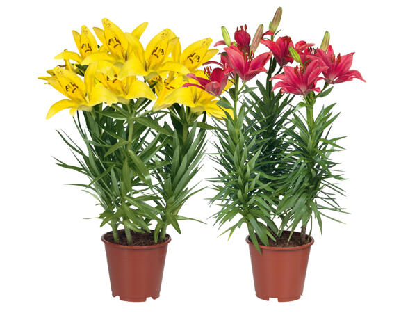 Lily