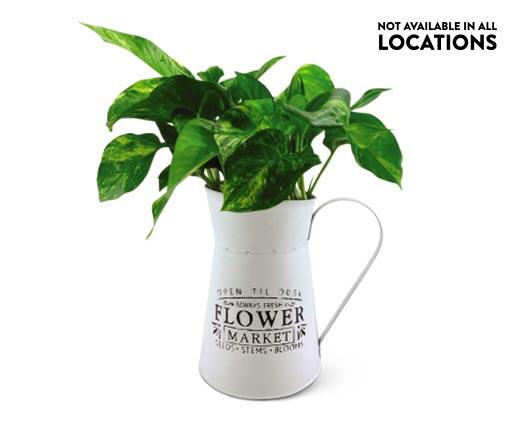 Assorted Foliage in Watering Can