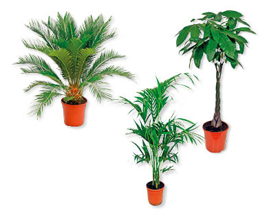 Palme esclusive