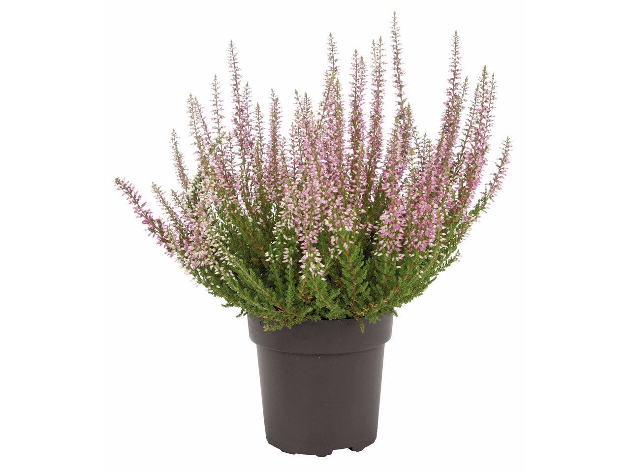 Calluna vulgaris