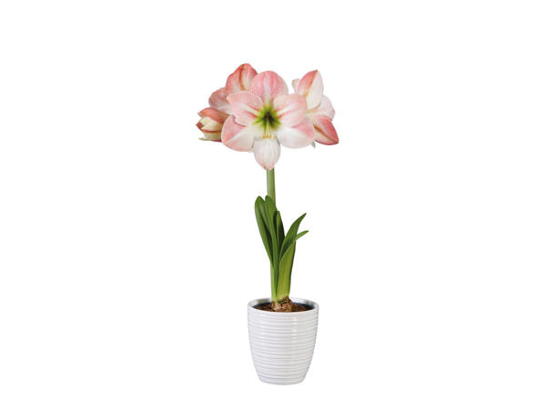 Amaryllis im Keramiktopf