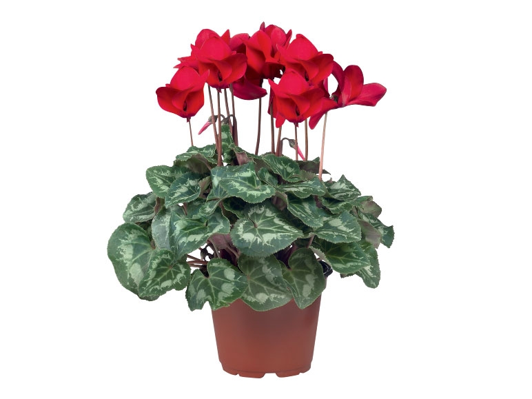 Large Cyclamen - Available Sunday 4th September