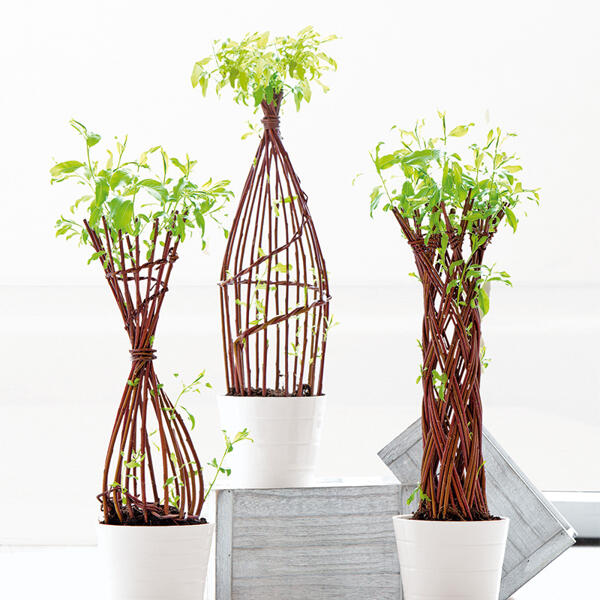 Salix / Weide