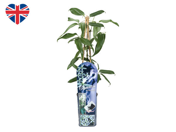 British Clematis