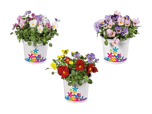 Viola cornuta "Party"
