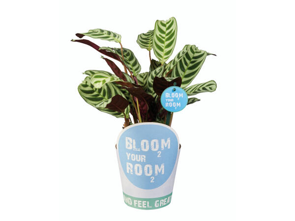 Plante verte Bloom Your Room