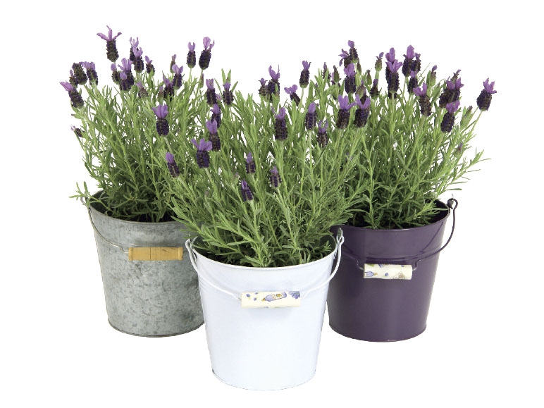 French Butterfly Lavender in a Decorative Pot