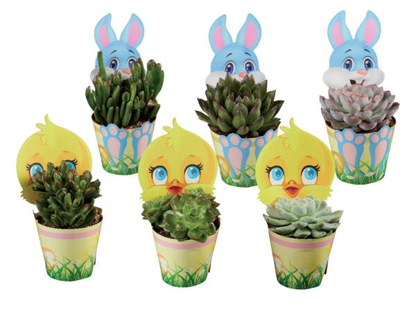 Succulents mix