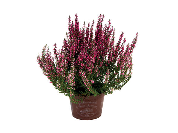 Calluna lyng