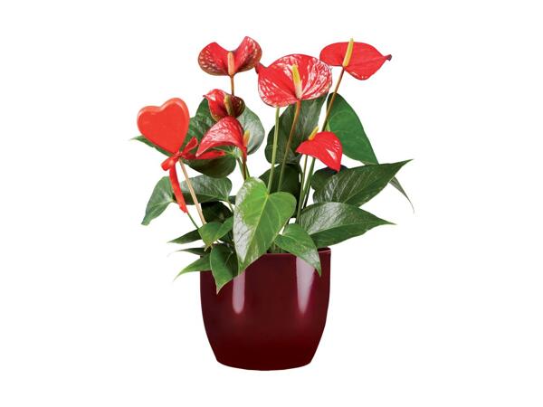 Sweetheart Roses