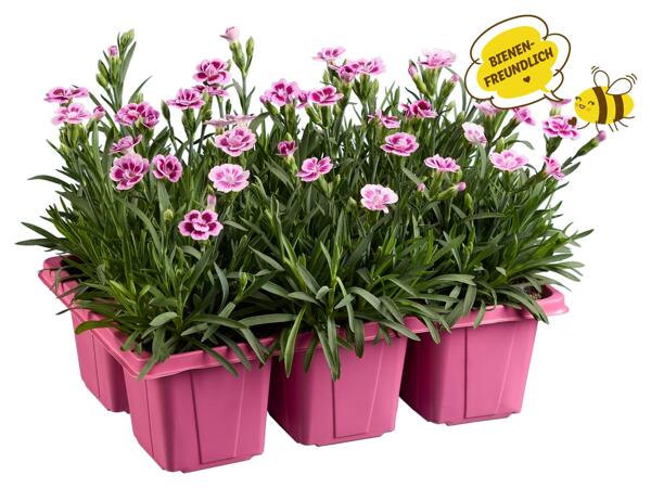 Dianthus Pink Kisses(R) 6er Tray