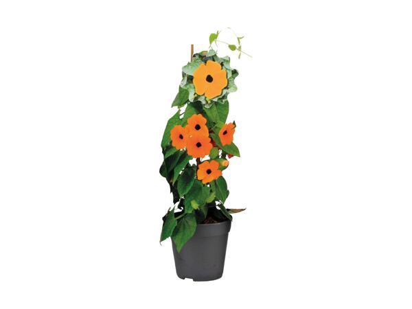 Pyramideformet plante