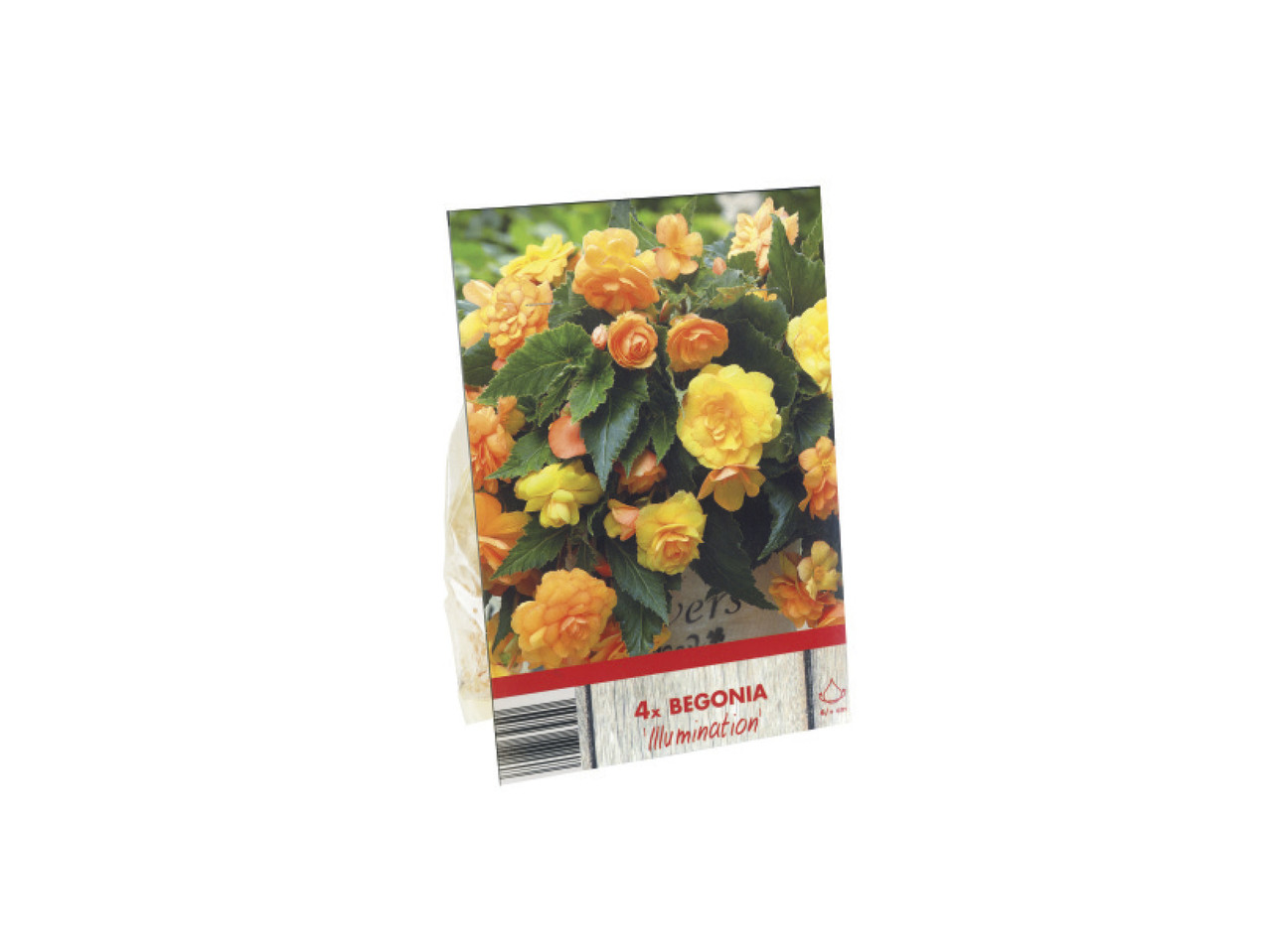 Begonia Bulbs1
