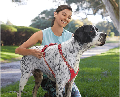 Dog Harness