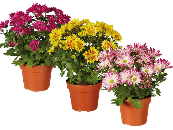 Chrysantheme „Elle Fleur"