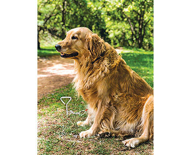 Heart to Tail Medium or Large Dog Run Cable and Stake