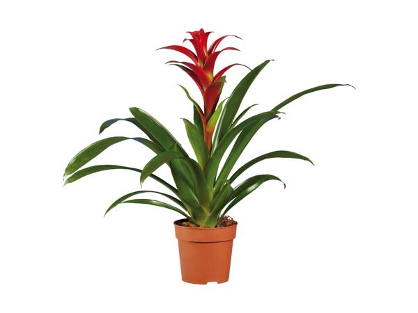 Vriesea or Guzmania