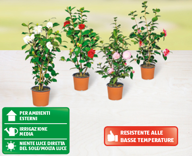 Camelia GARDENLINE(R)