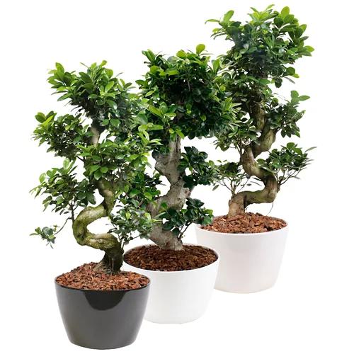 GARDENLINE Bonsai Ficus microcarpa