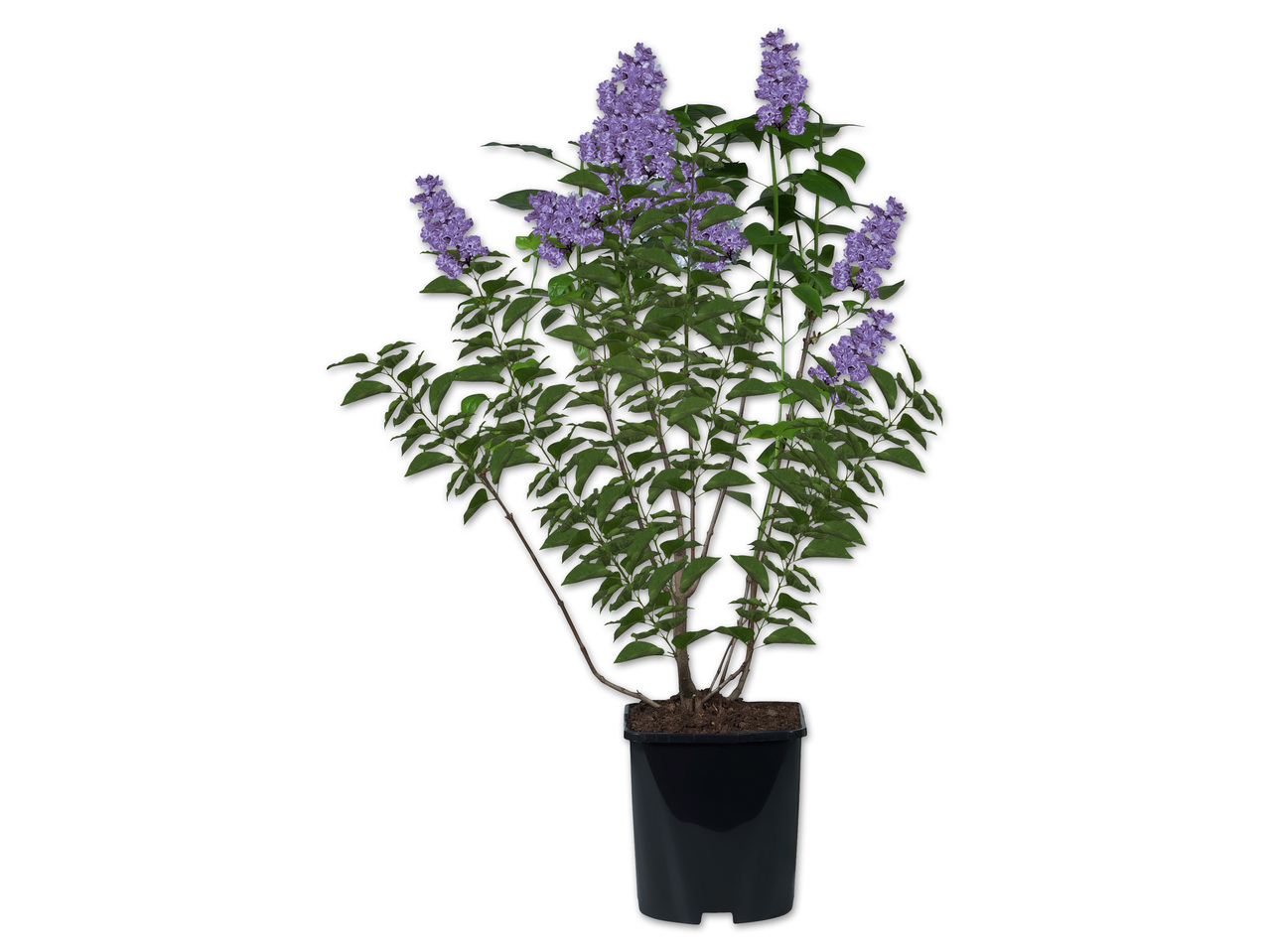 Syringa vulgaris (Flieder)