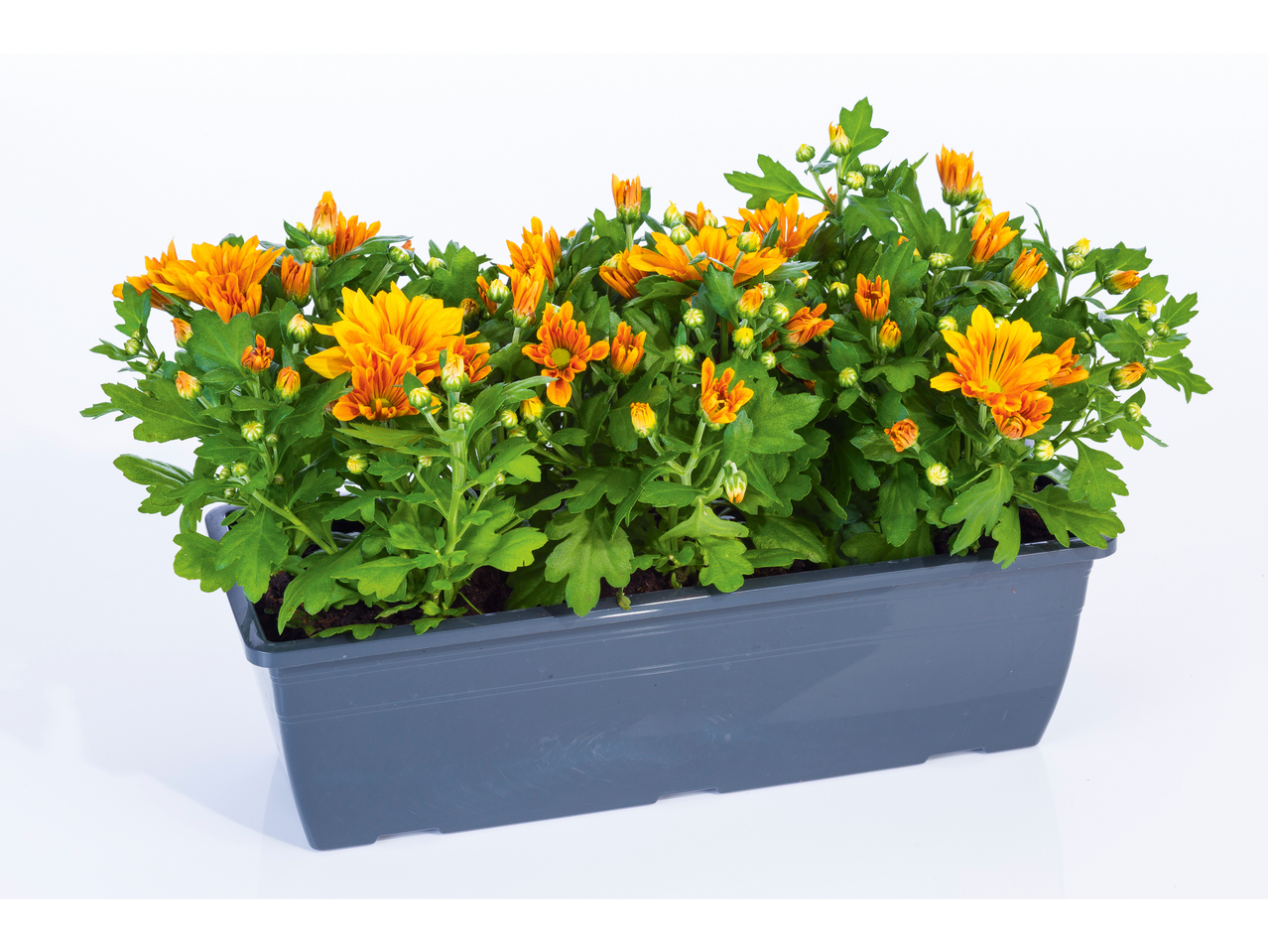 Chrysant in bloembak