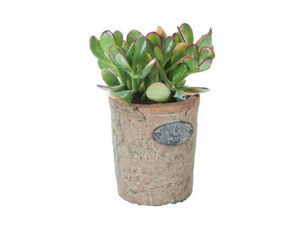 Succulents in Terracotta