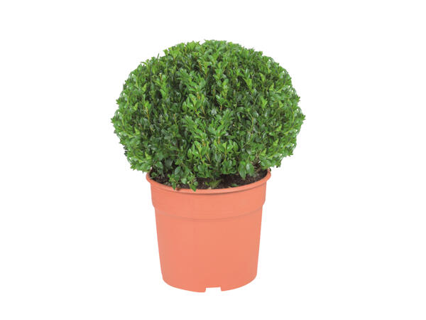 Buxus Ball