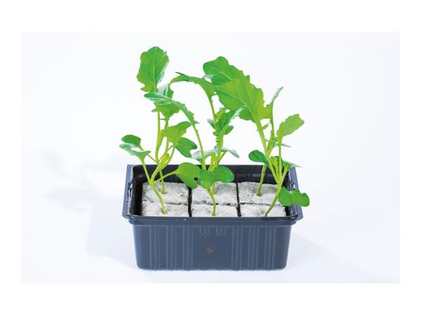 British Young Vegetable Plants