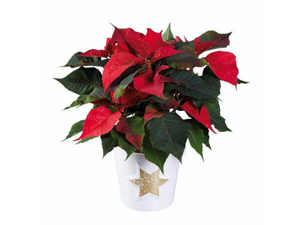 Weihnachtsstern