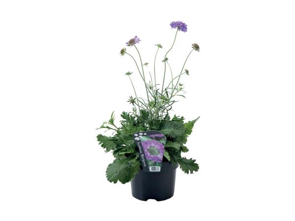 Staudeplante
