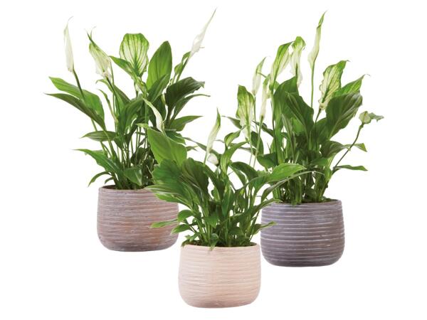 Spathiphyllum