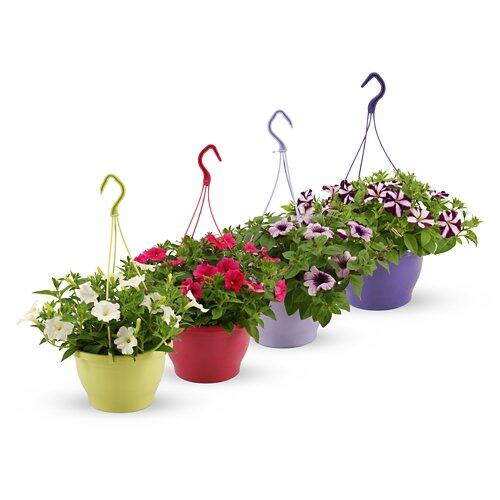 Petunien-/Fuchsien-Ampel*