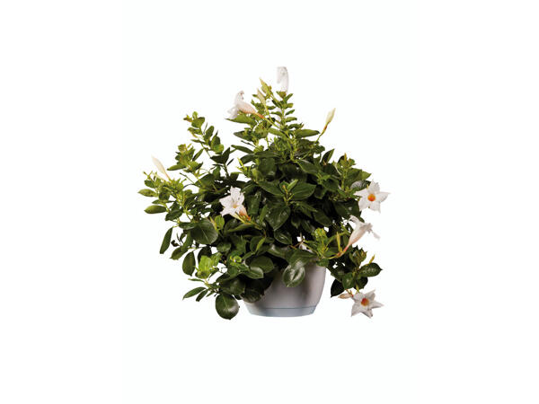 Dipladenia