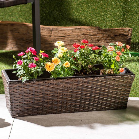 Roser eller Gerbera