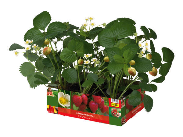 Strawberry Plants