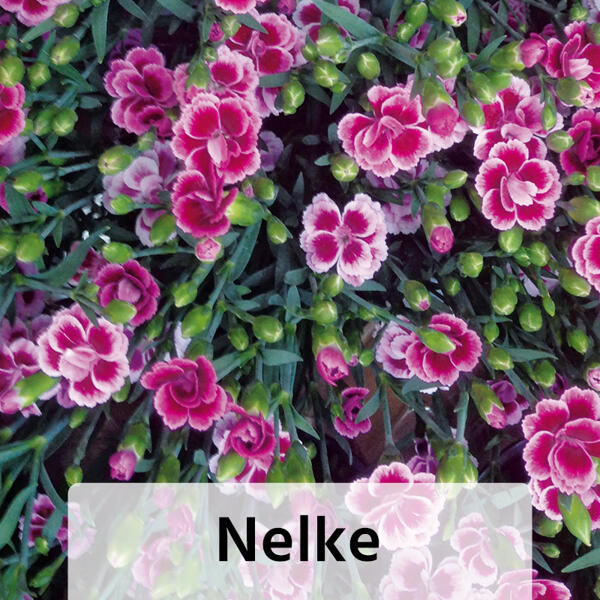 Bodendecker Phlox / Nelke