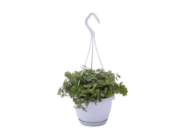 Indoor Hanging Basket