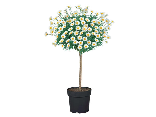 Strauchmargerite auf Stamm