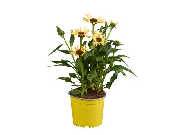 Echinacea